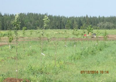 saplings for trees, campsite and rv parking in edmonton alberta